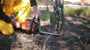 Best Tree and Shrub Care  in Newport East, RI