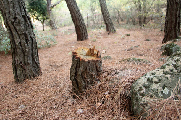 Best Hazardous Tree Removal  in Newport East, RI