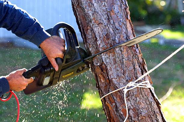 How Our Tree Care Process Works  in  Newport East, RI