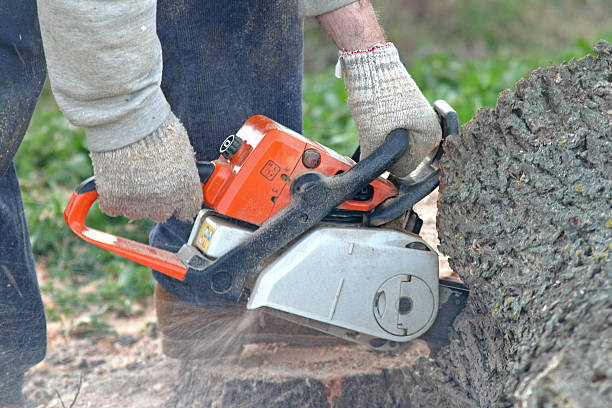Best Tree Preservation Services  in Newport East, RI