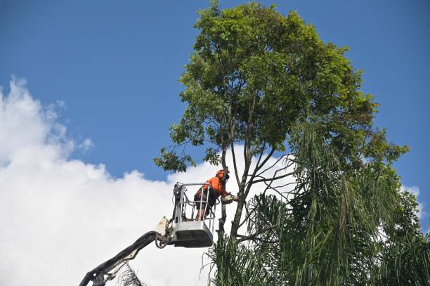 Best Tree Trimming and Pruning  in Newport East, RI