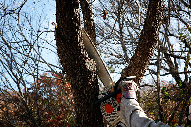 Best Emergency Tree Removal  in Newport East, RI