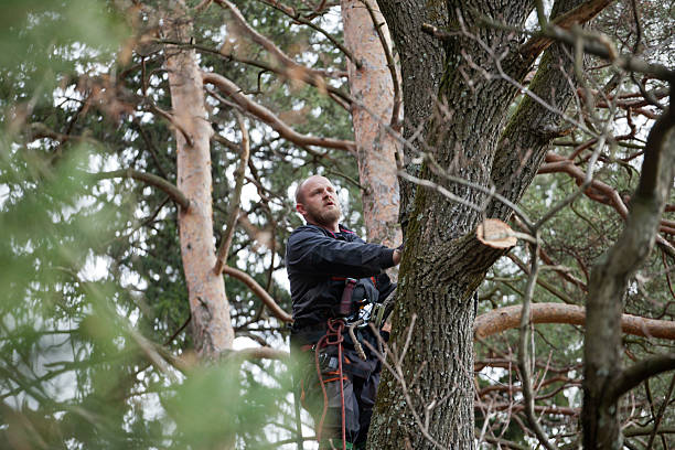 Best Fruit Tree Pruning  in Newport East, RI