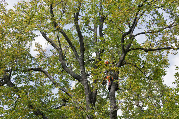 Newport East, RI Tree Care Company